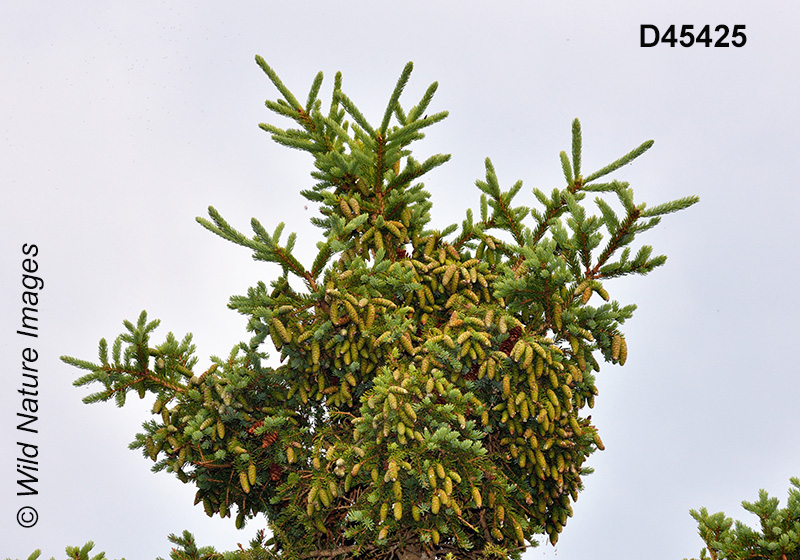 White Spruce (Picea glauca)